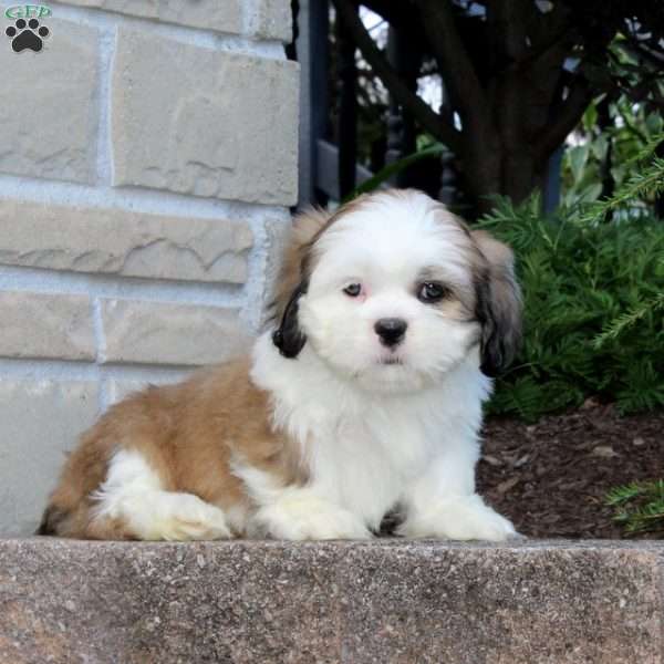 Honey Dew, Lhasa Apso Mix Puppy